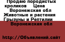 Продаю породистых кроликов  › Цена ­ 300 - Воронежская обл. Животные и растения » Грызуны и Рептилии   . Воронежская обл.